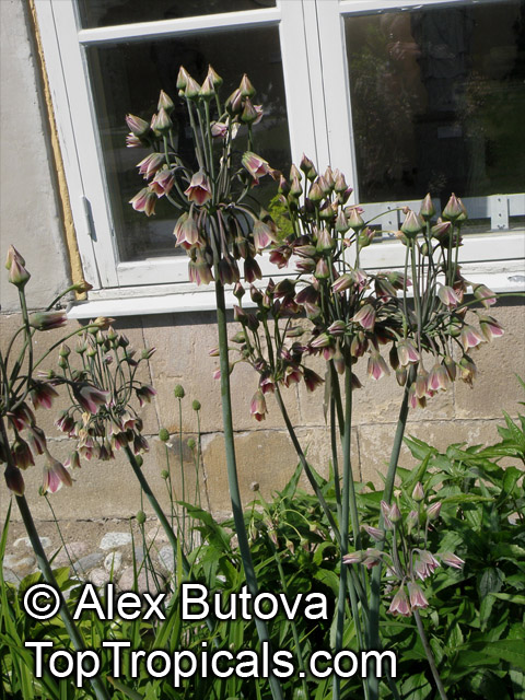 Nectaroscordum siculum, Allium siculum,, Ornamental Onion, Mediterranean Bells