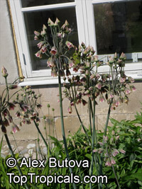 Nectaroscordum siculum, Allium siculum,, Ornamental Onion, Mediterranean Bells

Click to see full-size image