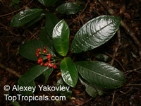 Notopleura uliginosa, Psychotria uliginosa

Click to see full-size image