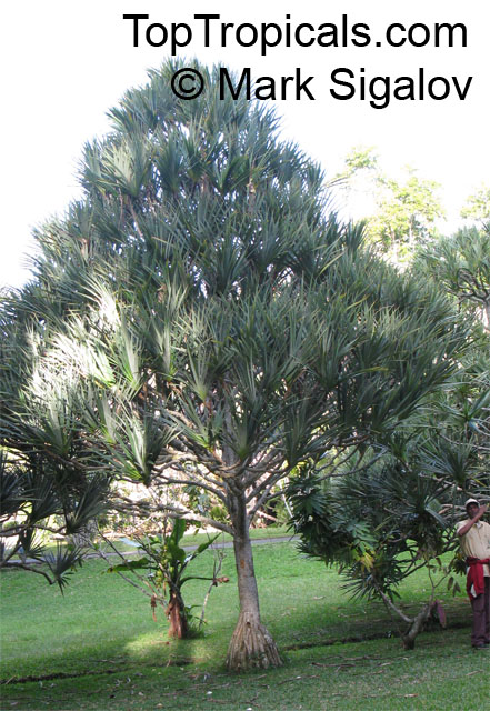 Pandanus sp., Screw Pine, Screw Palm. Pandanus utilis (?)