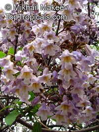 Paulownia sp. ( ) - 