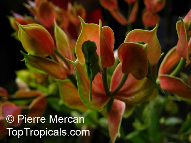 Euphorbia bracteata, Pedilanthus bracteatus, Tall Slipper Plant, Slipper Spurge, Candelilla, Little Bird Flower
