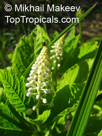 Phytolacca americana , American Pokeweed

Click to see full-size image