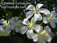 Plumeria sp., Plumeria

Click to see full-size image