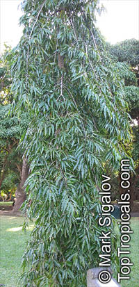 Polyalthia longifolia, Telegraph Pole Tree, Ashoka, Mast Tree

Click to see full-size image