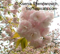 Prunus serrulata (Sato-zakura Group), Japanese Cherry, Sakura

Click to see full-size image