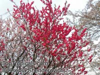 Prunus persica, Amygdalus persica, Peach. Prunus persica Versicolor