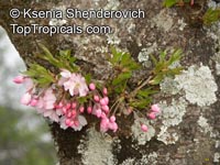 Prunus serrulata (Sato-zakura Group), Japanese Cherry, Sakura

Click to see full-size image