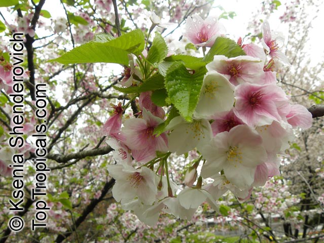 Prunus serrulata (Sato-zakura Group), Japanese Cherry, Sakura