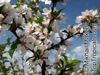 Prunus tomentosa, Nanking Cherry

Click to see full-size image