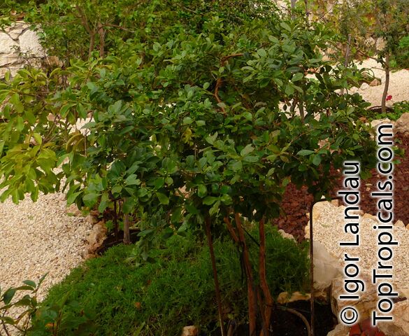 Psidium cattleyanum, Psidium littorale, Psidium chinense, Cattley Guava, Sand Plum, Strawberry Guava