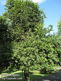 Putranjiva roxburghii, Drypetes roxburghii, Officinal Drypetes, Child Life Tree

Click to see full-size image