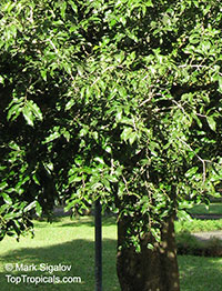 Putranjiva roxburghii, Drypetes roxburghii, Officinal Drypetes, Child Life Tree

Click to see full-size image