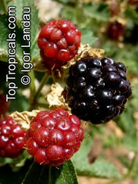 Rubus sp., Raspberrie, Blackberrie, Dewberrie

Click to see full-size image