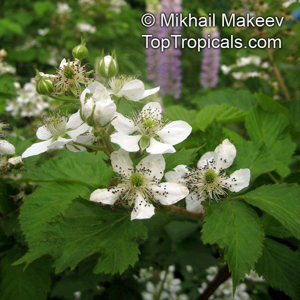 Rubus caesius, Blackberry, Dewberry