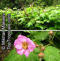 Rubus odoratus, Purple-flowering Raspberry

Click to see full-size image