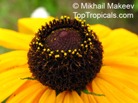 Rudbeckia sp., Black-eyed Susan, Coneflower

Click to see full-size image