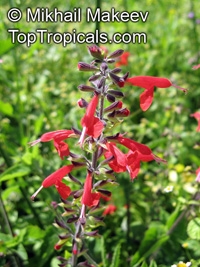 Salvia coccinea, Red Salvia, Tropical Sage

Click to see full-size image