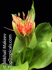 Scadoxus multiflorus, Haemanthus katherinae, Haemanthus multiflorus, Blood Lily, Sea Egg, Powder Puff

Click to see full-size image