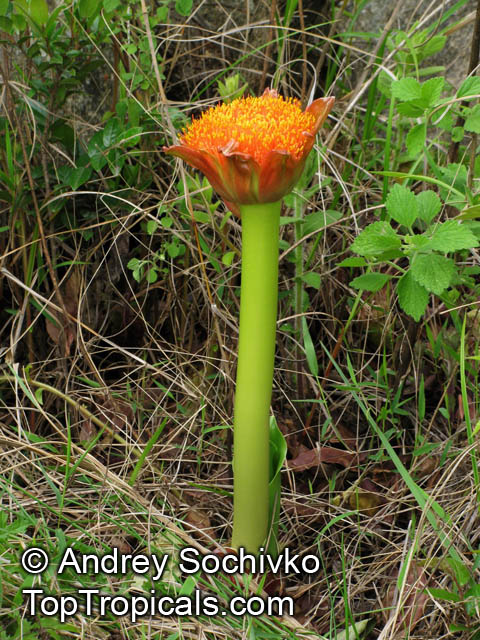Scadoxus puniceus, Paintbrush Lily