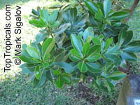 Sideroxylon sp., Bully Tree, Manglier, Dodo Tree

Click to see full-size image