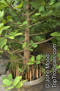 Sonneratia ovata, Gedabu, Mangrove Apple

Click to see full-size image
