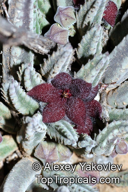 Stapelia sp., Starfish Flower, Giant Toad Flower, Carrion Flower