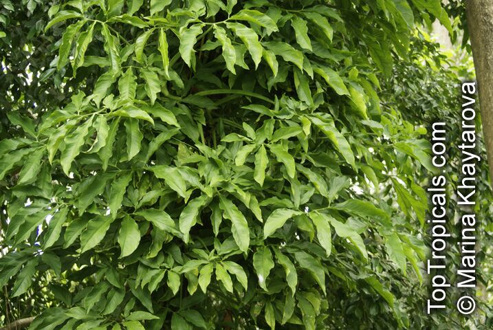 Syngonium macrophyllum (?), Arrowhead Vine
