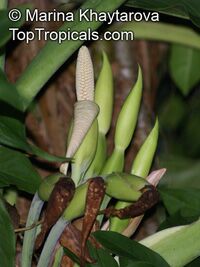 Syngonium macrophyllum (?), Arrowhead Vine

Click to see full-size image