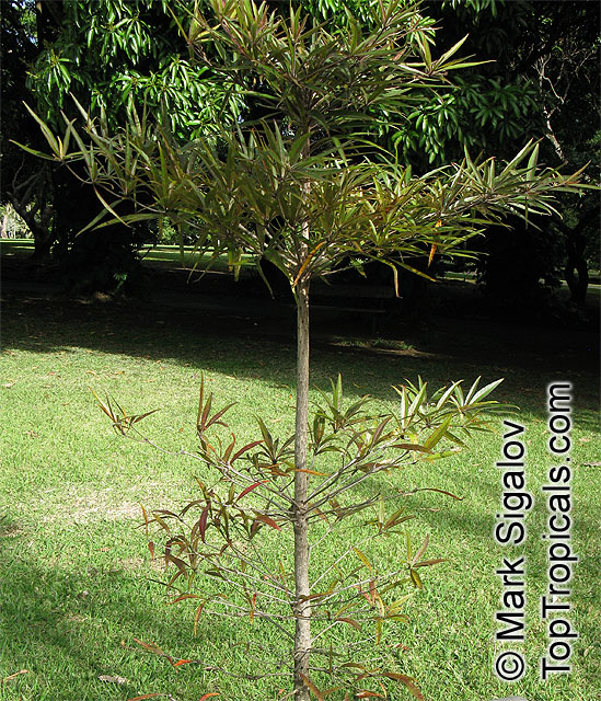 Terminalia bentzoe, Terminalia angustifolia, Benjoin