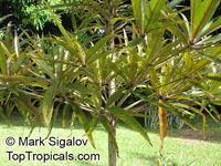 Terminalia bentzoe, Terminalia angustifolia, Benjoin

Click to see full-size image