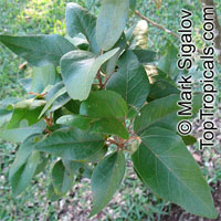 Trochetia parviflora, Trochetia

Click to see full-size image