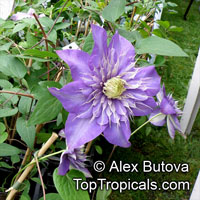 Clematis sp., Clematis, Old Man's Beard, Traveler's Joy, Virgin's Bower

Click to see full-size image