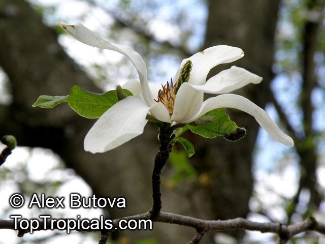 Magnolia kobus, Kobushi Magnolia