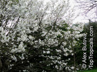 Magnolia kobus, Kobushi Magnolia

Click to see full-size image