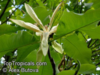 Magnolia tripetala, Umbrella Magnolia, Umbrella-tree

Click to see full-size image