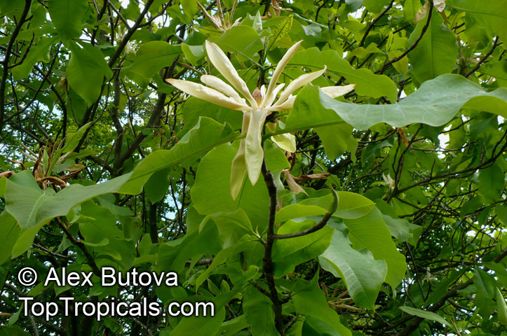 Magnolia tripetala, Umbrella Magnolia, Umbrella-tree