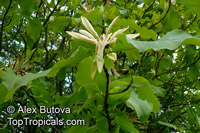 Magnolia tripetala, Umbrella Magnolia, Umbrella-tree

Click to see full-size image