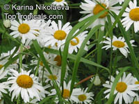 Leucanthemum sp., Field Daisy, Ox Eye, Love-Me-Love-Me-Not, Marguerite, Moon Daisy 

Click to see full-size image