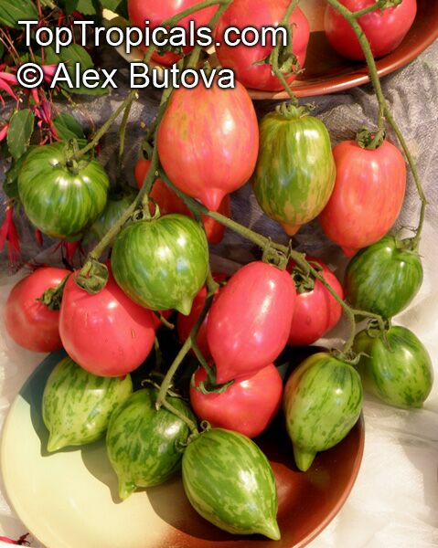 Solanum lycopersicum, Lycopersicon lycopersicum, Lycopersicon esculentum, Tomato