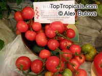 Solanum lycopersicum, Lycopersicon lycopersicum, Lycopersicon esculentum, Tomato

Click to see full-size image