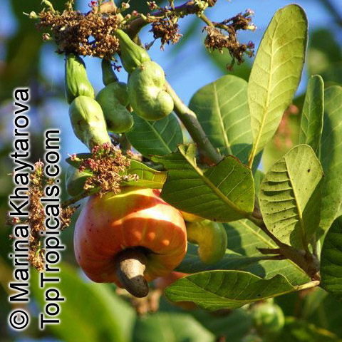 Anacardium occidentale, Cashew Nut, Cashew Apple, Caju