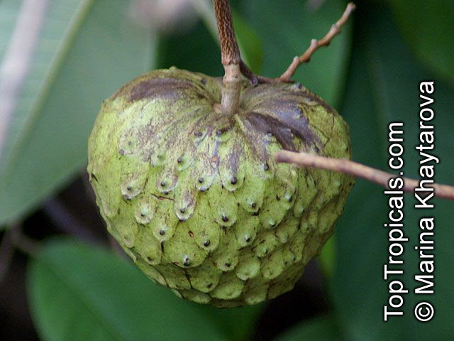 Annona cherimola Custard Apple Soursop Cherimoya Seeds Sweet Fruit Tree UKFreeP