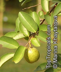Annona glabra, Pond Apple, Alligator Apple, Monkey Apple