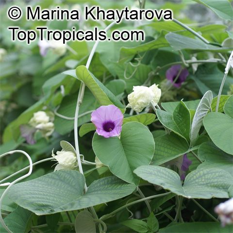 Pansaar - Elephant Creeper سمندر سوگھ Samandar Shokh (Hawaiian Baby  Woodrose) is a plant from the Convolvulaceae family it also knows as  Elephant Creeper, silky elephant glory, woolly morning glory. It is