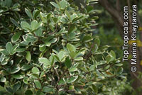 Corynocarpus laevigata Variegata, Variegated New Zealand Laurel

Click to see full-size image