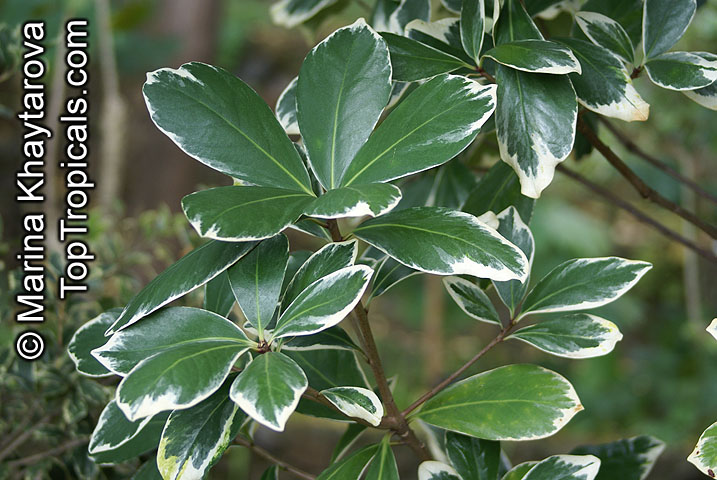 Corynocarpus laevigata Variegata, Variegated New Zealand Laurel