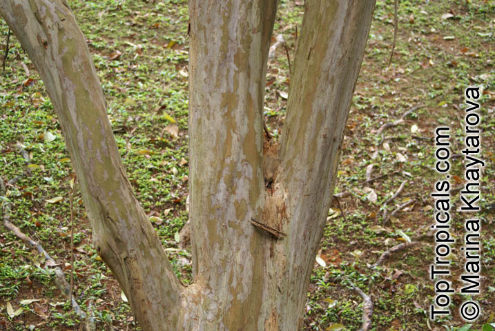 Cratoxylum cochinchinense, Hypericum cochinchinense, Yellow Cow Wood, Kayu Arang, Kemutong, Tree-Avens