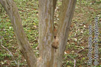 Cratoxylum cochinchinense, Hypericum cochinchinense, Yellow Cow Wood, Kayu Arang, Kemutong, Tree-Avens

Click to see full-size image
