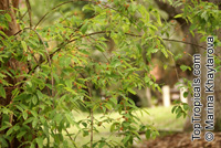 Cratoxylum cochinchinense, Hypericum cochinchinense, Yellow Cow Wood, Kayu Arang, Kemutong, Tree-Avens